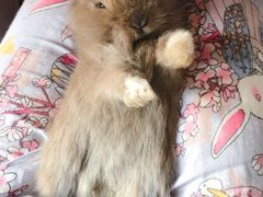 -艾贝尔宠物诊疗