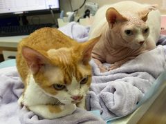 -瑞派·关忠动物医院猫科外科·异宠·24小时转诊中心(祥云店)