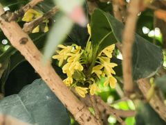 -广州中医药大学第一附属医院(总院)