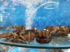 -蓝珊甄选海鲜自助·火锅大排档(近阿那亚店)