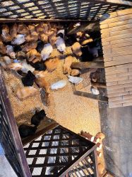 -酷嗒动物文化乐园(cutezoo西溪乐天城店)