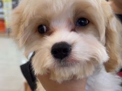 -翊宠yipet猫狗购宠庄园犬舍•猫舍