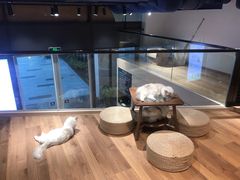 -瞄一喵猫咖(格力海岸店)