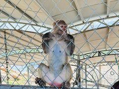 -西霞口神雕山野生动物世界