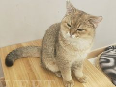 -飞行喵MR PILOT|猫舍·猫咖(静安大融城店)