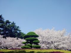 -武汉大学-樱园