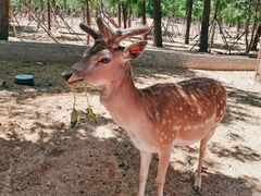 -秦皇岛野生动物园