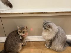 -Let's go狗咖·猫咖·奶狗·桌游(春熙路IFS店)