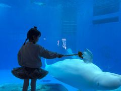 -海合安成都极地海洋公园