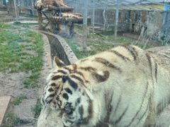 -横道河子东北虎林园