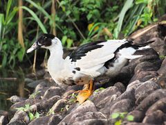 -福建鲤鱼洲酒店