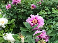 -洛阳市隋唐城遗址植物园