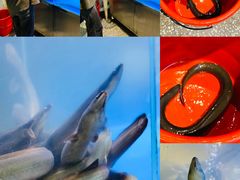 -本炙炭烤·蒲烧活鳗料理店(金沙洲店)