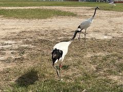 -盐城丹顶鹤湿地生态旅游区