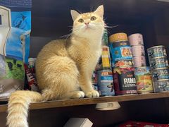 -逗柴咖啡屋·狗咖猫咖宠物桌游