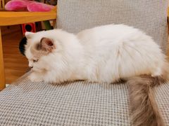 -滚猫咖啡·猫咖·猫友好撸猫(未来城店)