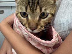 -博特宠物医院24h犬猫全科.骨科·异宠