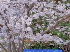 -高东镇樱花园
