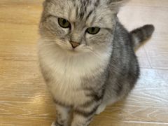 -猫咪派对(江南西店)