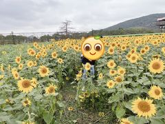 -苏州太湖西山岛开心农场
