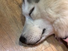 -Husky Go! 哈士奇体验馆·宠物咖啡厅狗咖