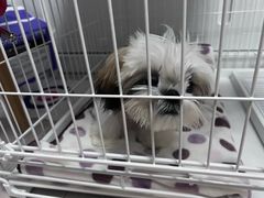 -翊宠yipet猫狗购宠庄园犬舍•猫舍