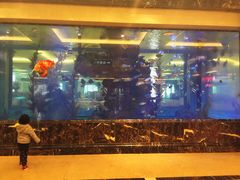 -碧桂园凤凰城酒店(南京店)