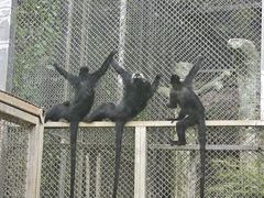 -黔灵山公园