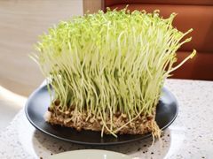 鲜活豌豆苗-椰子营·椰子鸡火锅(万象里店)