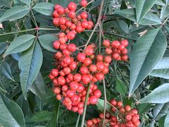 -南京市江宁方山