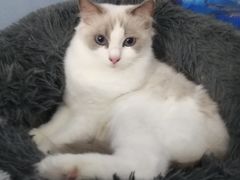 -喵的天空名猫咖啡馆·撸猫·猫舍·用品