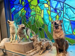 -Behring World of Animals(上海自然博物馆店)