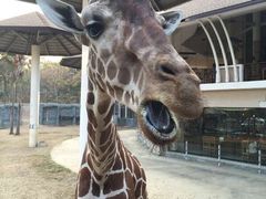 -清迈夜间动物园