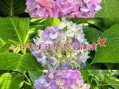 -龙头寺公园