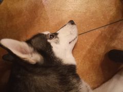 -more than meow吴止猫主题餐厅(承德 中船汇店)