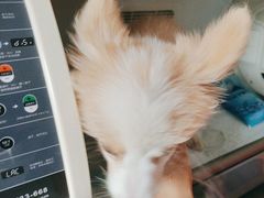 -瑞派福兴宠物医院犬猫全科·骨科·中西医结合(河东店)