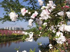 -南汇桃花村