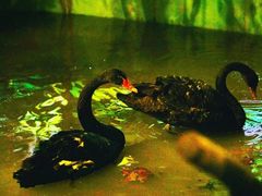 -正佳雨林生态植物园