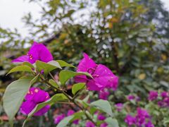 -峨眉山报国寺