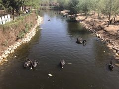 -长白岛森林公园