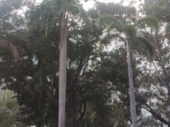 -九龙公园