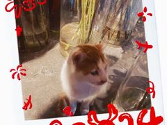 -龙华素斋(龙华路店)