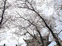-苏州上方山国家森林公园