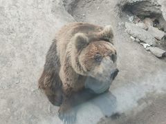 -新疆天山野生动物园