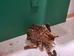 -飞行喵MR PILOT|猫舍·猫咖(静安大融城店)