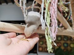 -吉丁鸟咖·异宠·寄养
