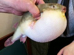 河豚-长顺河豚馆(江洲东路)