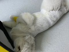 -谐和益家动物医院·免疫绝育·血液透析·宠保定点医院(高新伊藤分院)