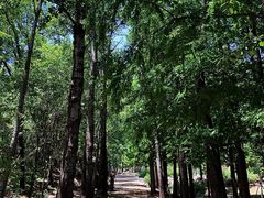 -白水寺森林公园