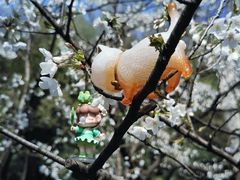 -惠山国家森林公园